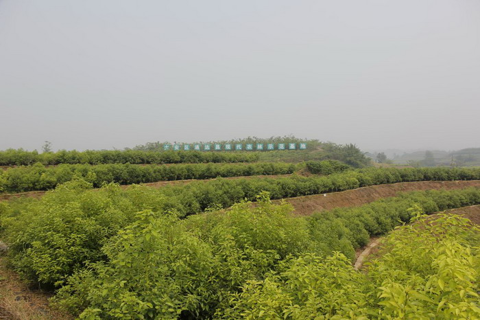 何市镇百合村苗木基地