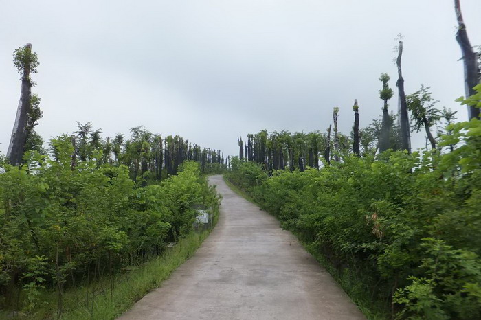 何市镇高庙村苗木基地
